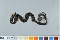 藏品(史丹吉氏斜鱗蛇)的圖片